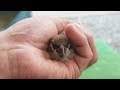 Ep4 保護したスズメの成長記録・4 ~手の中で休んでいった日~The sparrow which takes a rest in my hand.