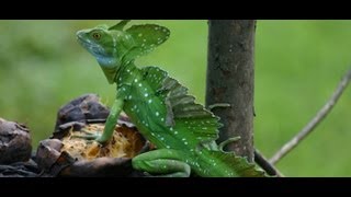 SPC Study Abroad: Belize 2012