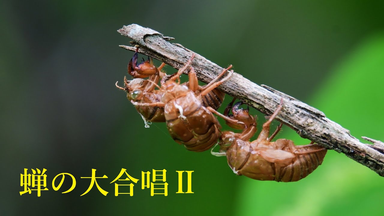 いきものの音声の世界 ヒグラシの羽化と大合唱 Large Chorus Of Cicadas 4分53秒 4k撮影 Youtube いきものの音声の世界 ヒグラシの羽化と大合唱 Large Chorus Of Cicadas 4分53秒 4k撮影 Youtube