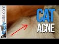 Cat Zits on Ragdoll Cat Chiggy - Feline Acne - Cat Acne - ねこ - ラグドール - Floppycats