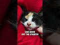 A Spicy Calico Kitten Rescue #shorts