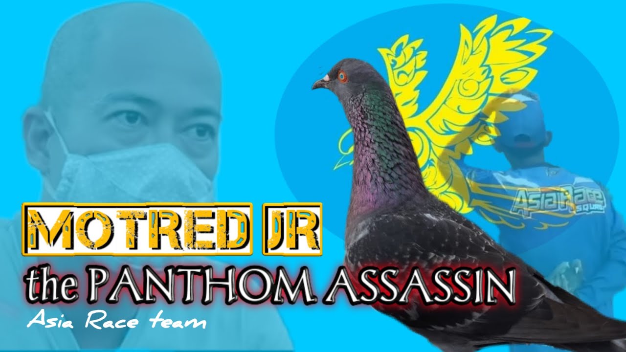 Lagi VIRAL ‼️ TAKLUKAN BURUNG BURUNG MAHAL ! MOTRED Jr MENDADAK JADI