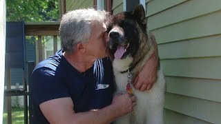 Service dog's attack raises questions on whether Ohio's dog laws have enough teeth