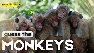 "Guess the Monkey! 🐒 Can You Identify These Primate Types?" #quiz #guesswhat #monkey #animals