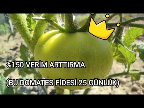Video: Bir domates bitkisinde stomalar nerede bulunur?