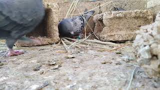 See how to build a pigeon nest to lay eggsشاهد طريقة بناء الحمام الزاجل العش لوضع البيض
