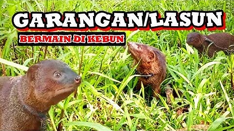 Garangan sembunyi di kebun ‼️#garangan #lasun 
