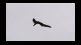 Pterodactyl Sightings | Cryptid of the Sky | Justin's Conspiracy Closet Ep.28