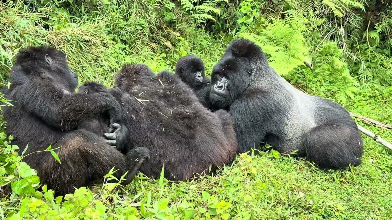 Gorilla Trekking in Rwanda — Is It Worth the Hype? 