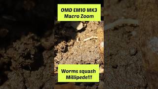 Millipede squashed by Slugs?!! Macro Zoom on OMD EM10