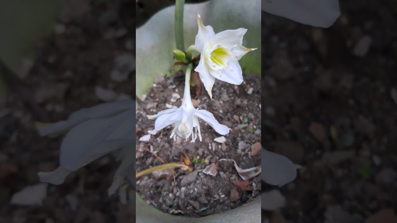 Amazon lily @Eucharis grandiflora blooms after 4 years. Long wait..#lily #eucharis #flowers