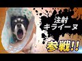 バズったイッヌ全員参戦!