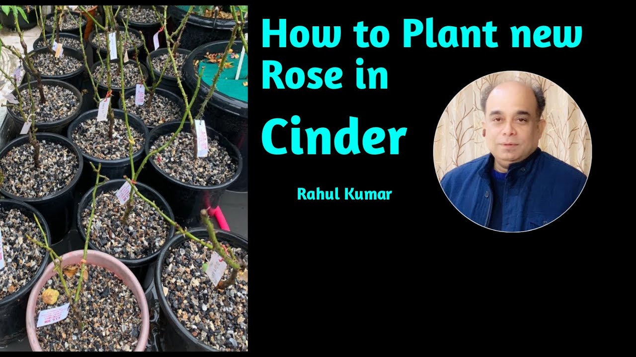 Come together to plant roses in cinder/आओ सिंडर में गुलाब लगाए