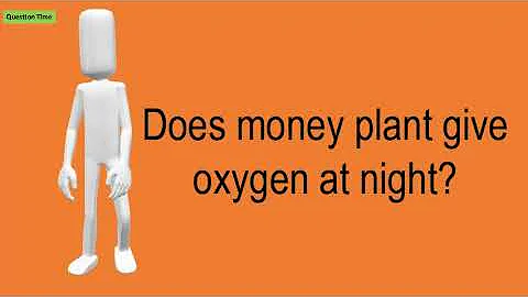 Does money plant release oxygen at day?