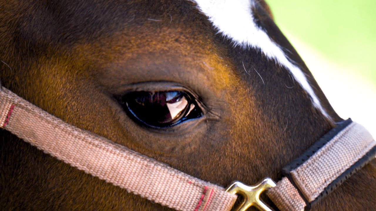 First Horse Riding Lesson YouTube