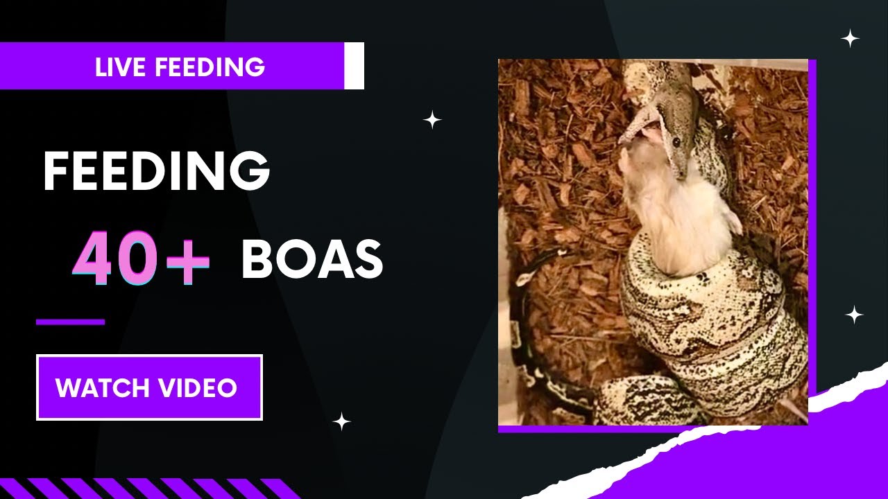 Effective Feeding Strategies For Domesticated Boas photo