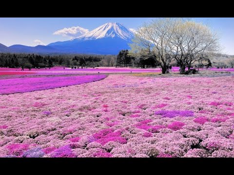 Video: Kako Narediti Japonsko Svetilko