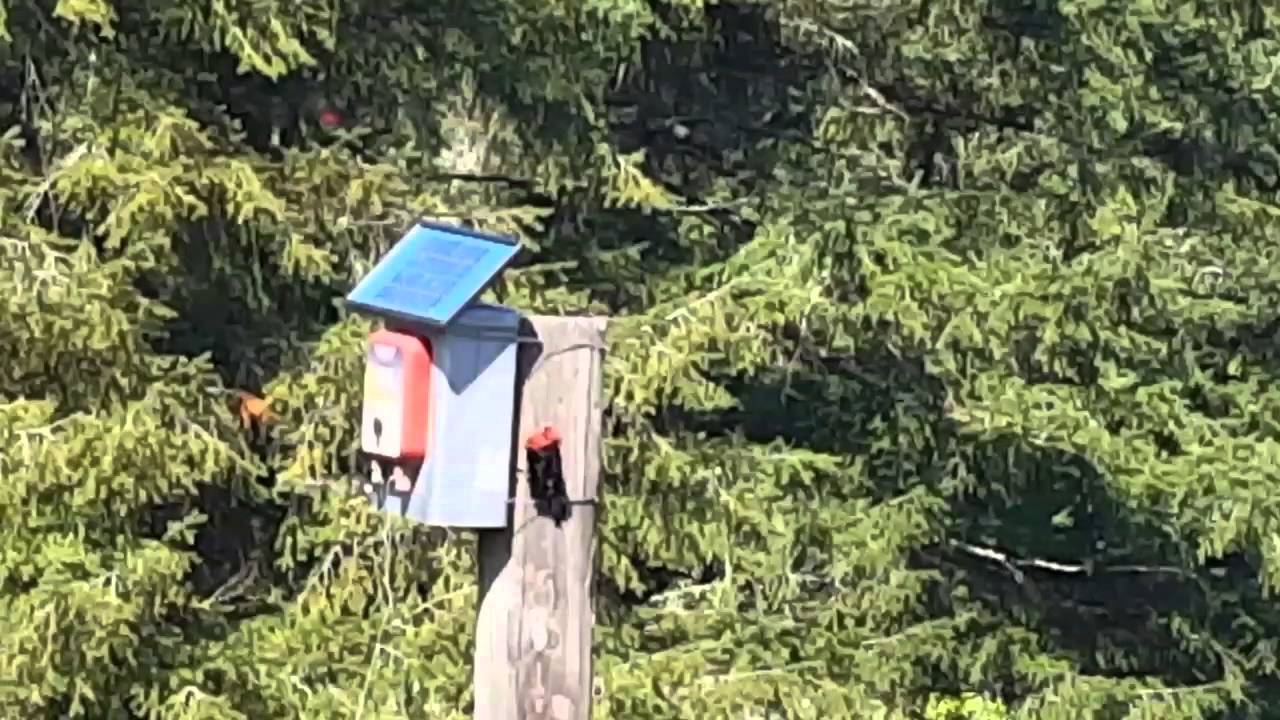Woodpecker drumming on metal