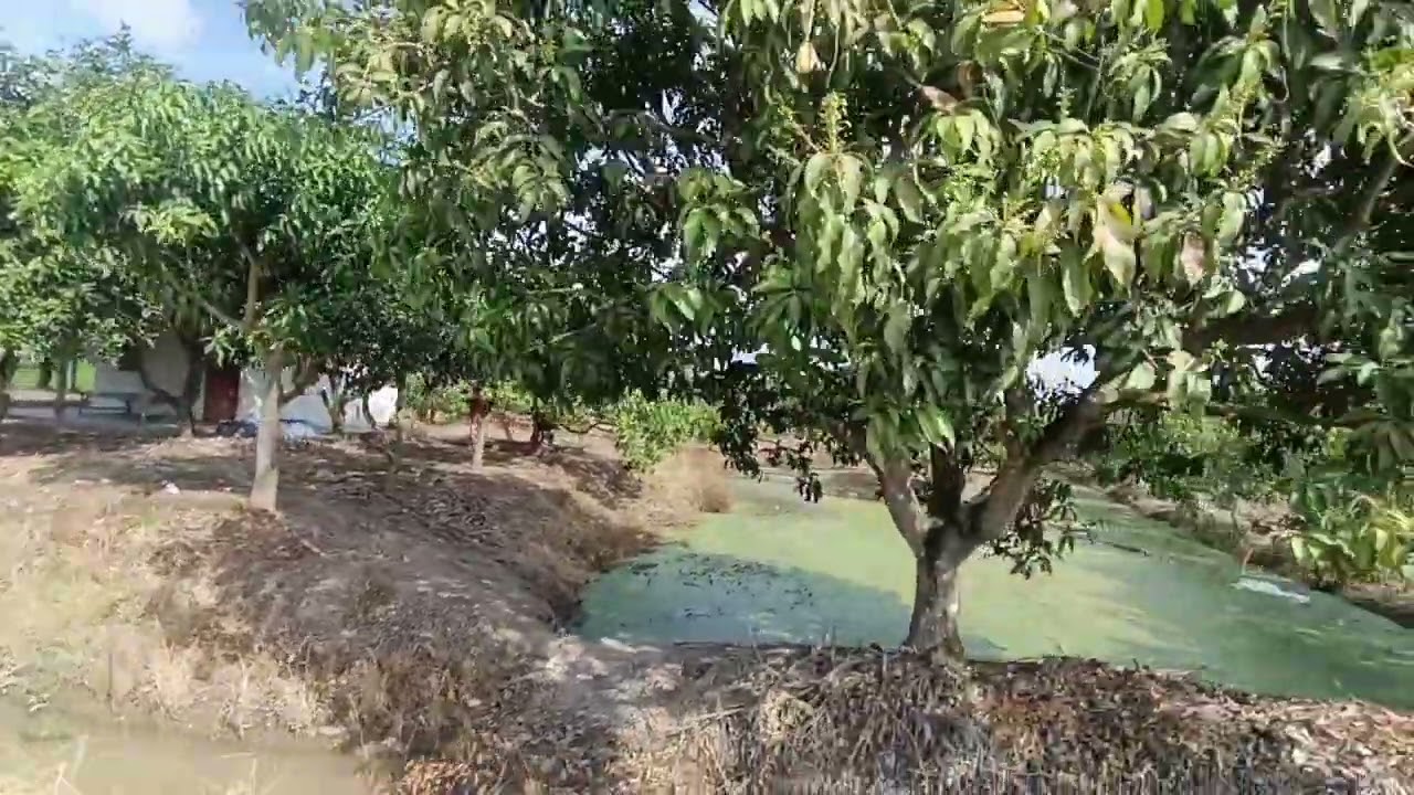 สวนมะม่วง 5 ไร่ พร้อมเก็บผลผลิต! 🌿🍋ต.ไร่รถ อ.ดอนเจดีย์ จ.สุพรรณบุรี 🚗 #ขับจากกรุงเทพฯ เพียง 130 กม. 