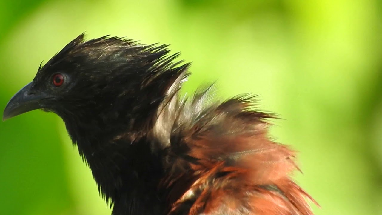 Philippine coucal 