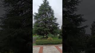 La diferencia entre el cedro del Líbano y el normal