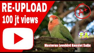 Download lagu Masteran Lovebird Konslet Salju
