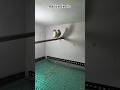 Java finch | breeding time | #tranding #lovebirds #parrot #shortvideo #cockatiel #pets
