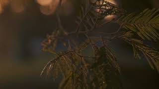 Along with success comes a reputation for wisdom   MillerMusic Soft Piano Relaxation screenshot 3
