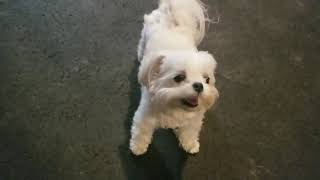 Greenwich Dog Trainers / Westchester Dog Trainers / 6 Year Old Maltese, Cleopatra