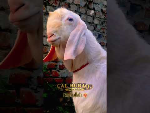 mashallah patira goats sahil goats farm Solapur #trending #bakr #viral #fyp #viralposts #viralvideos