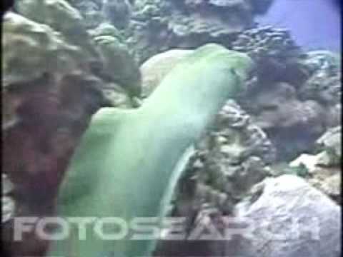 Animals in the Ocean - YouTube