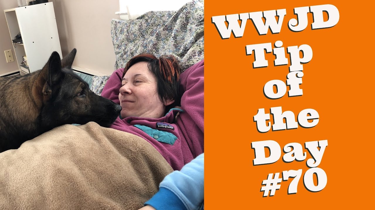 dog training advice uk What Would Jeff Do? Dog Training Tip of the Day #70