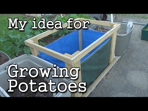 Videó: A burgonyanövényes doboz információi: Hogyan termeszthetsz burgonyát kartondobozban
