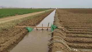 Trabajo De Campo California  EU,  Sistema De Riego Por Agua Rodada