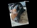 Nova #beawesome #doberman #awesome #dog #pets #puppy #nova #prettycool #prettynice #puppyface