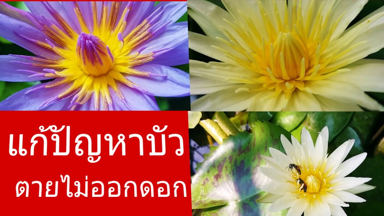 3วิธีแก้ปัญหาบัวตายไม่ออกดอกทำตามนี้แล้วจะได้บัวสวยสมบูรณ์ออกดอกไม่หยุดเต็มอ่าง