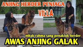 RAHMA PENAKLUK ANJING HERDER PENJAGA VILLA MEWAH by Putra Fajar 88 1,920 views 5 days ago 18 minutes