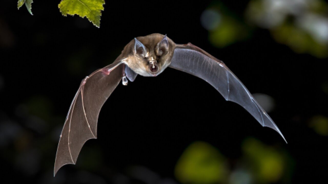 What Utahns should know after bat found with rabies