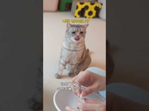 한 번 잘못했다가 일주일 동안 삐진 고양이 <strong>티티</strong>