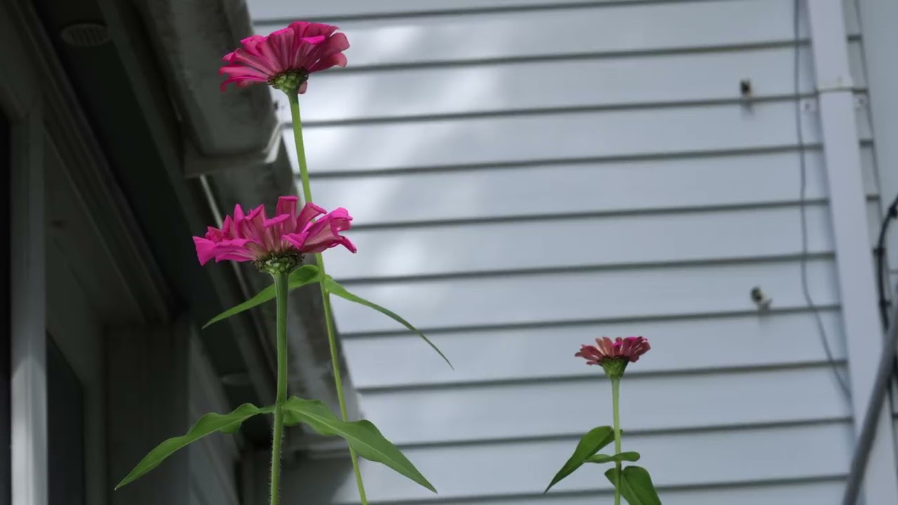 Fuchsia zinnias.