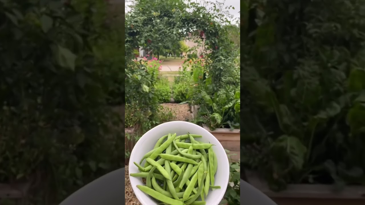 Skip the plant store and grow these yourself for better, healthier plants🥬 