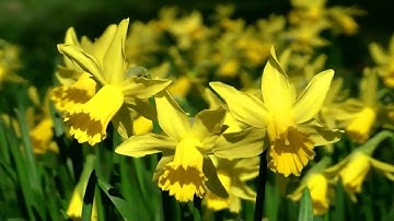 سورة يس *القارئ معيض الحارثي *