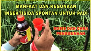 Manfaat dan Dosis Penggunaan Insektisida Spontan Untuk Tanaman Padi