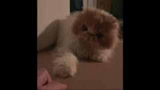 Özzy Lëmmy The Fluffy Catz - Episode 1