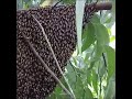 Wild Honey Harvesting Satisfying | Honeycomb is 14kg Delicious Honey