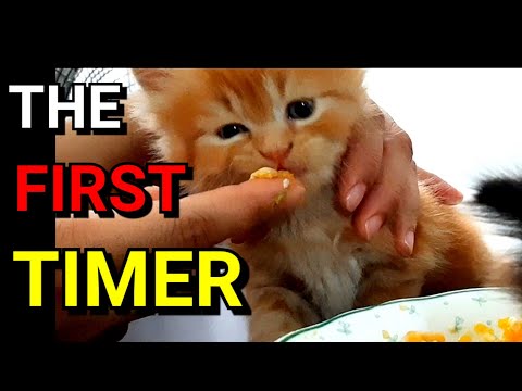 Video: Mga Weaning Kittens: Paano At Kailan - Ano Ang Pakain Sa Isang Kuting - Mga Kuting Sa Pagpapakain Ng Botelya