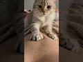 Why your pet is more dangerous than you think 😈 #pets #animals #curiosities #shorts