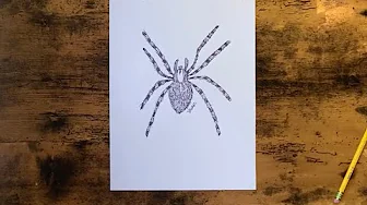 How to draw a spider