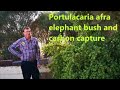 Portulacaria afra elephant bush and carbon capture