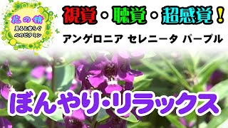 カラーセラピー／紫色のメッセージ～美しい花と心地よい音楽・癒しの動画／スローライフ　花の精「紫のアンゲロニア」?花はあなたのこころと体を健康に保つ！ 09  @otoEbox